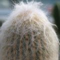Kaktus mit weissen Haaren