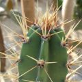 Kaktus mit grossen Stacheln