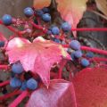 Weintrauben inmitten rötlicher Blätter